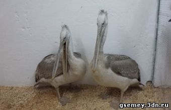 Двух пеликанов поселили в биоцентре Семея